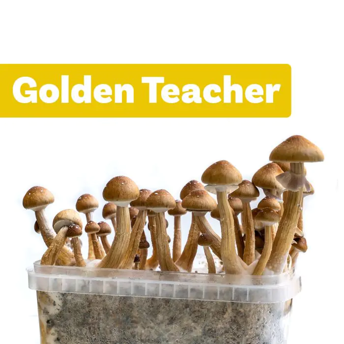 Golden Teacher Growkit